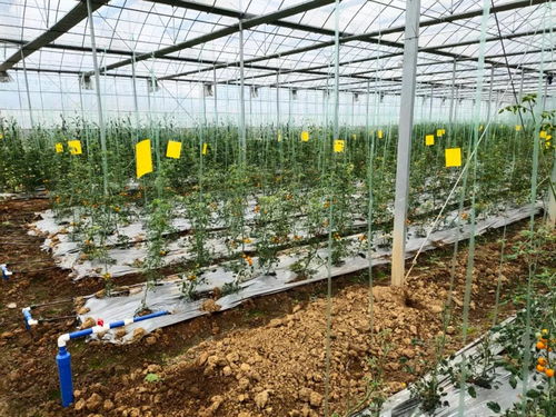 中農富興精品案例解析 湖南郴州四清湖生態智慧農業項目的技術創新與實踐