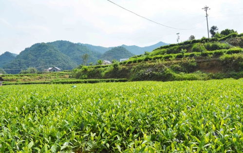 高值化農(nóng)產(chǎn)品 問策湖湘，科技賦能深度貧困村產(chǎn)業(yè)扶貧新路徑